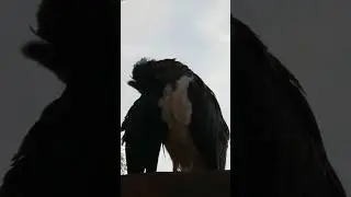 Чёрный аист