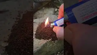 Using coffee grounds to keep mosquitos away