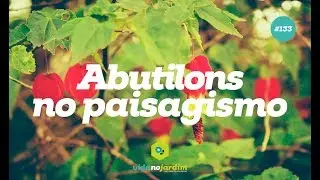 Abutilons no paisagismo