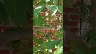 Cultivando alimentos en casa #jardin #garden #plantas