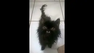Прикол(КОТ ИДИОТ-1)