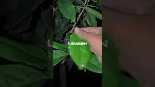 Tugas Membuat tum|| resep di deskripsi