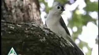 Bird Songs