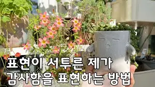 요즘 저는 마음을 담은 작은 선물을 준비하고 있어요 / 기다리던 캔디박스 스트로베리 사랑초 꽃 소식 / 엄마에게 보내는 식물 택배 이야기 / TMI 질문이 있습니다!