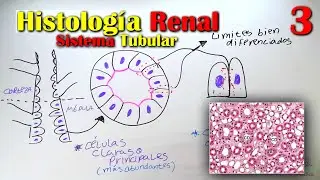 Histología de Riñón 3