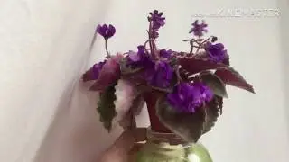 Комнатные цветы / сортовые пеларгонии, фиалки и стрептокарпусы феврале 2020.