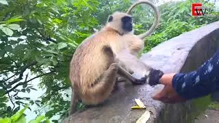 Monkey