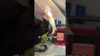 Hot Early Ice Walleyes 
