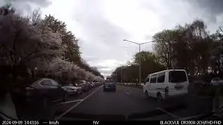 The 2 weeks cherry blossoms