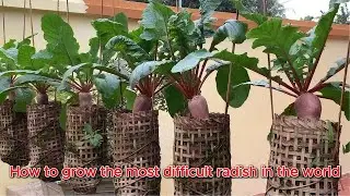 Maybe you don't know how to grow this type of radish