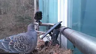 bird feeding 80 min  새모이 주기 감상 80분.