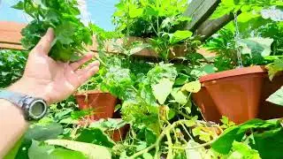 Vertical garden update,  drama at 10 weeks