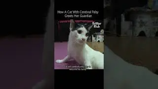 How a cat with cerebral palsy greets her guardian #shorts