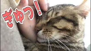 体調悪い飼い主に抱きつくティガーが可愛すぎる(´;ω;｀)