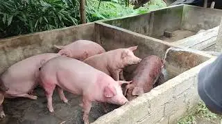 Memberikan Makan Babi Super Lagi, Harga Naik