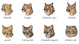 Every WILD CAT Explained in 8 Minutes