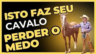 Como tocar na orelha do cavalo que não deixa Saiba como tocar na orelha de animal que nega