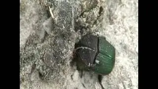 Rainbow dung beetle 2024