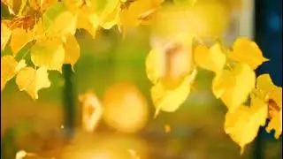 осінь. Листя берези