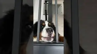 Bernese Mountain Dog Sneaks Upstairs & Has Attitude