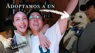 ADOPTAMOS A UN PERRITO 🐶 Daré una conferencia + un lugar increíble