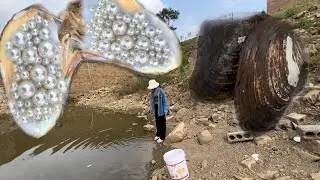 There are two super-large pearls in a scallop, and a rare large pearl is born in this water