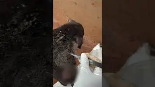 OMG! Poor puppy amazing🥹 &Thank you god🥹 