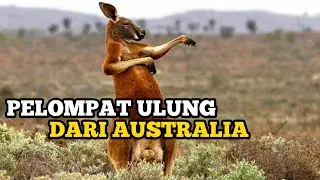 KANGGURU / Cerita Di Balik Kehidupan Kangguru Di Australia #tangankita