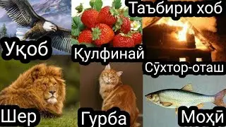 Каментария