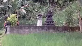 Spring and ricefields at rendang, karangasem, bali