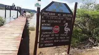 фламинго на Карибах