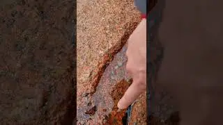 Cool Little Sea Creatures Living in Granite