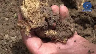 DDK Kut Hnathawktute Pual:-Sawhthing tam chungchang Horticulture mithiamte nena zirho na