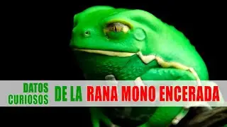 Rana mono encerada (Phyllomedusa sauvagii) | Datos curiosos de animales