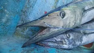 wahoo king fish