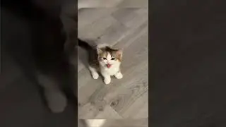 cats #catsmeme #cats #cat #day #thebest #catmemes #video #videoshort #catsshorts