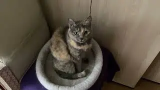 Куда пропала Ирина Белая?  Прогулка не удалась.