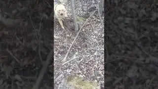 ШАКАЛ В КАПКАНЕ