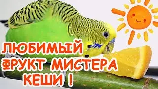 Favorite fruit of Mister Kesha the budgie /parakeet🍊