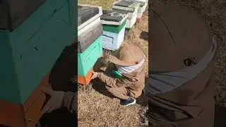 сбор пыльцы донный пыльцесборник 