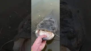 I Was Fishing For Walleye | 42 Inch Flathead