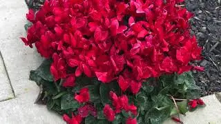 Common Plant Identification Part-1