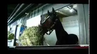 Racing Legends Zenyatta unstoppable.wmv