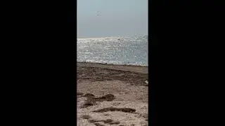 Лана Помощь Бездомным Животным Собаки на прогулке 🤩