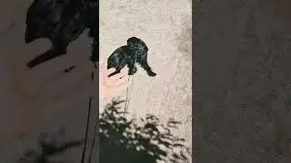 пёс загорает на солнце #shorts
