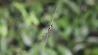 Spider moving Pedipalps