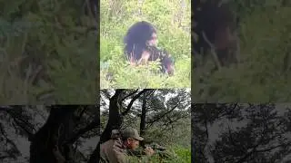 Coastal Black Bear Rocked by 7 PRC
