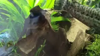 Blue acara (Akara modrá) - hlídání mladých.