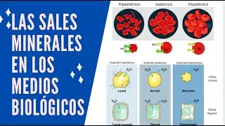 Las Sales Minerales en Medios Biológicos
