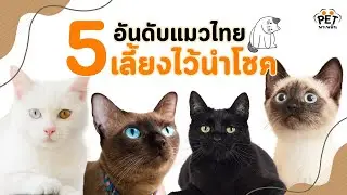 เลี้ยงแล้วรวย 5 แมวมงคลสายพันธุ์ไทย  | นุดรู้ไหม EP.1